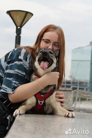 Услуги кинолога