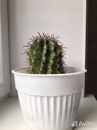 Большой кактус