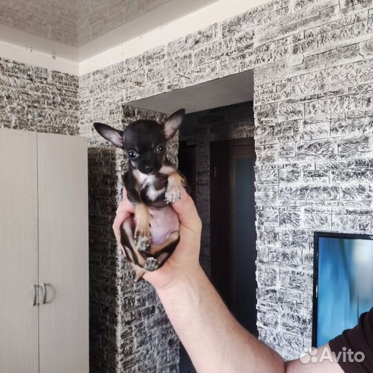 Той-терьер щенки