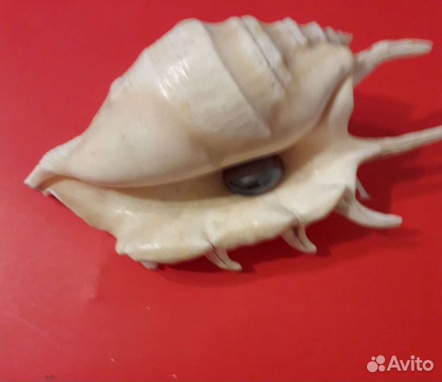 Ракушки