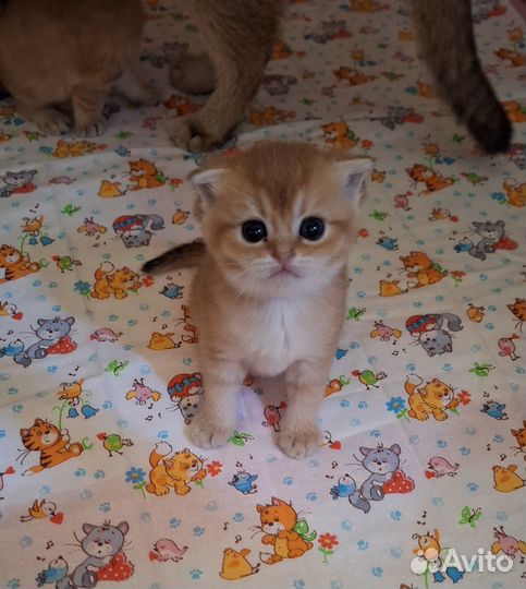 Шотландские котята