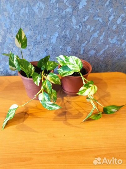 Комнатные цветы