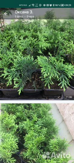 Туя смарагд