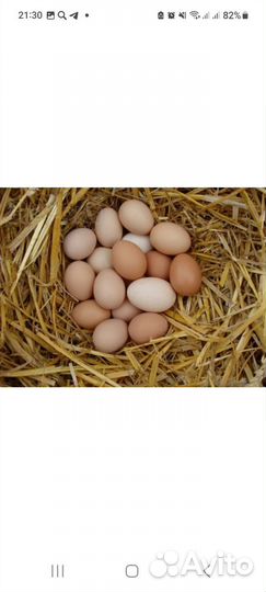Домашние куриные яйца