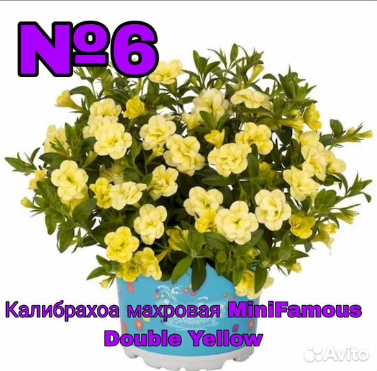 Черенки калибрахоа