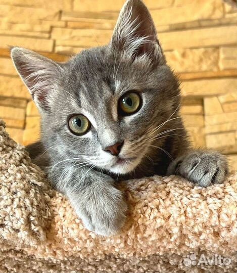 Мальчик в добрые руки