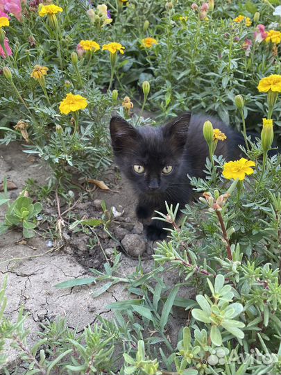 Отдам кошечку