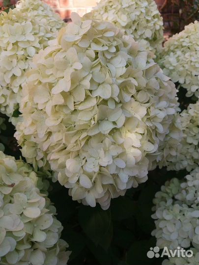 Гортензия Литл спуки (Little Spooky)