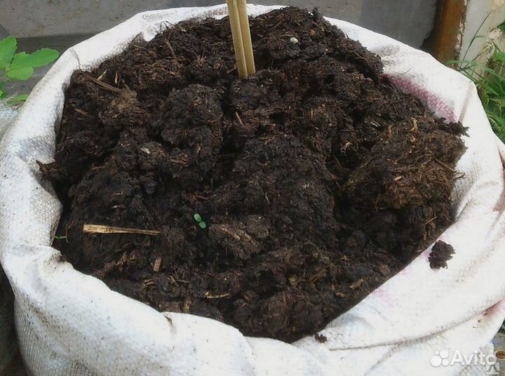 Перегной коровий