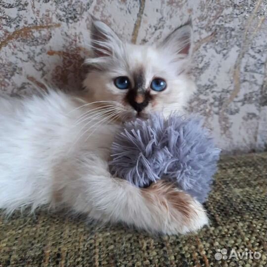 Котенок редкой породы