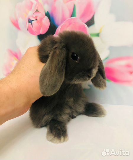 Декоративные кролики мини ручные
