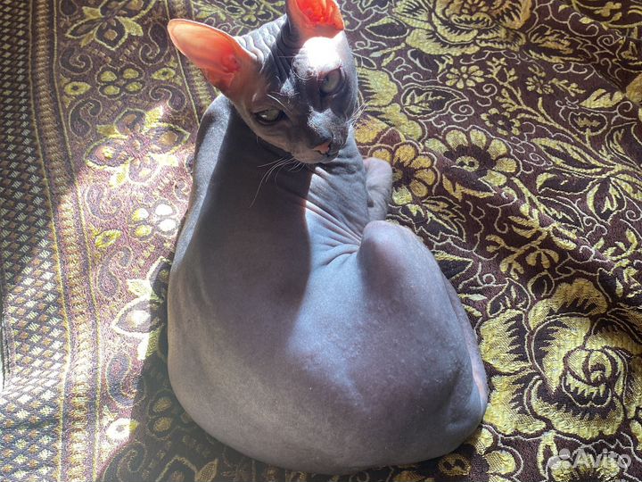 Кот для вязки сфинкс Барсик