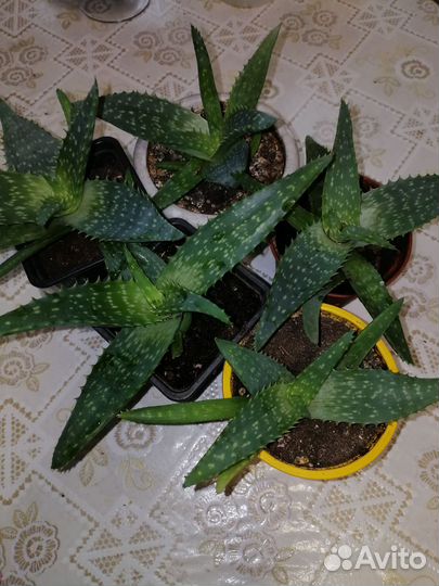 Алое вера растение