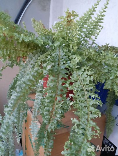 Папоротник