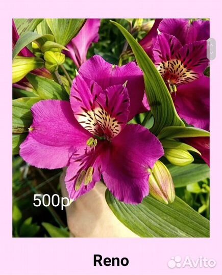 Саженцы альстромерии