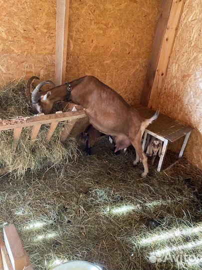 Коза альпийская