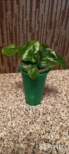 Филодендрон атом