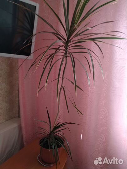 Фикус бенджамина