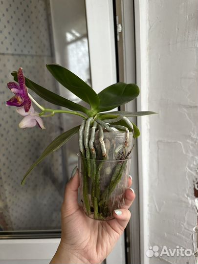 Орхидея фаленопсис от Mituo MA0565