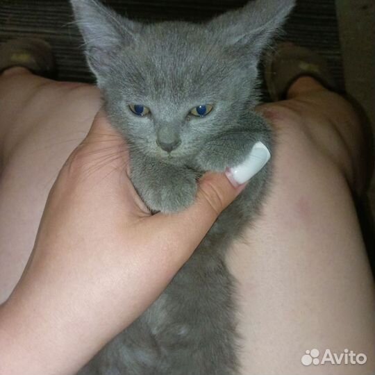 Кошечка в добрые руки