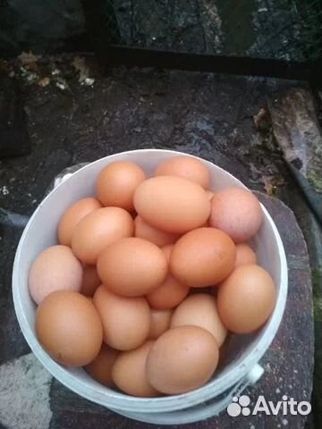Домашние куриные яйца