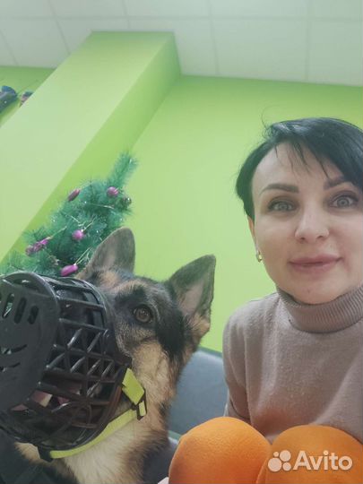 Услуги кинолога дрессировка хендлинг