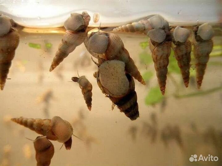 Улитки мелании