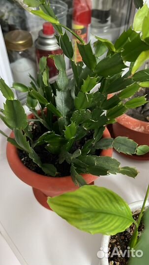 Декабристы