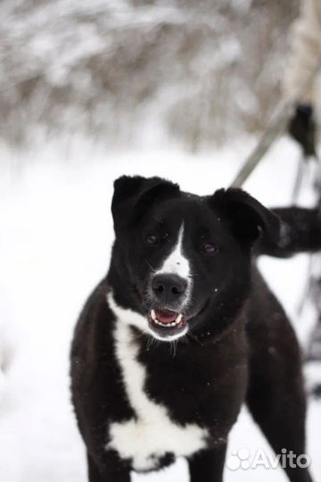 Собака в добрые руки
