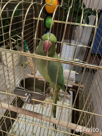 Ожереловый попугай самка