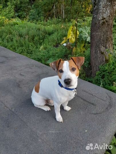 Кобель вязка