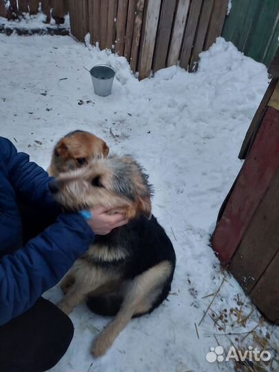 Собака в добрые руки