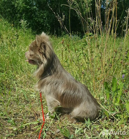 Чихуахуа для вязки