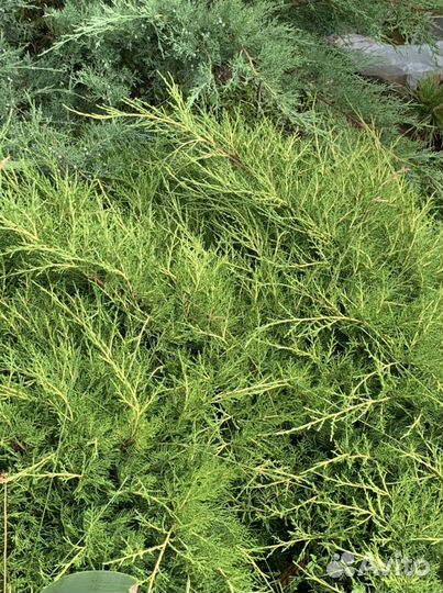 Можжевельники