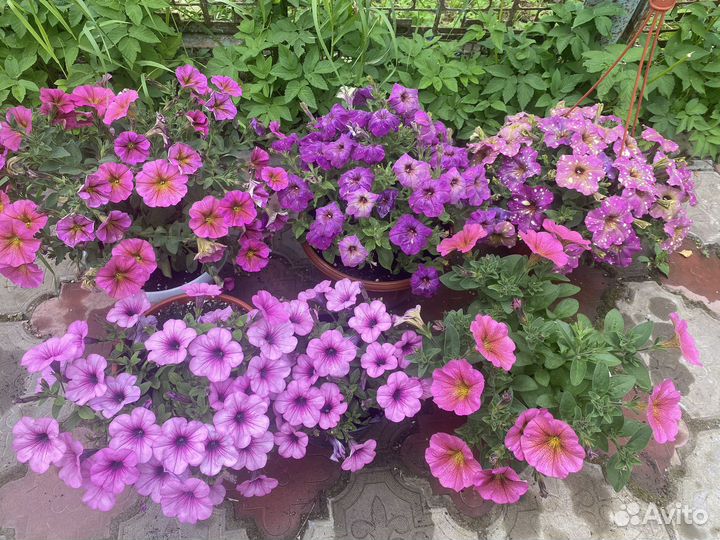 Петуния в кашпо