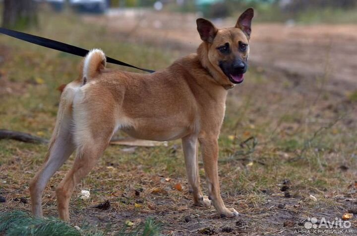 Ищет дом красавица Злата