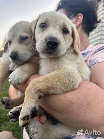 Щенки в добрые руки