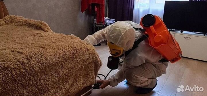 Уничтожение клопов. Дезинсекция тараканов