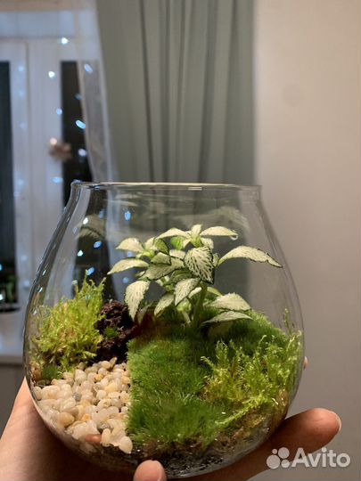 Флорариум, мохариум