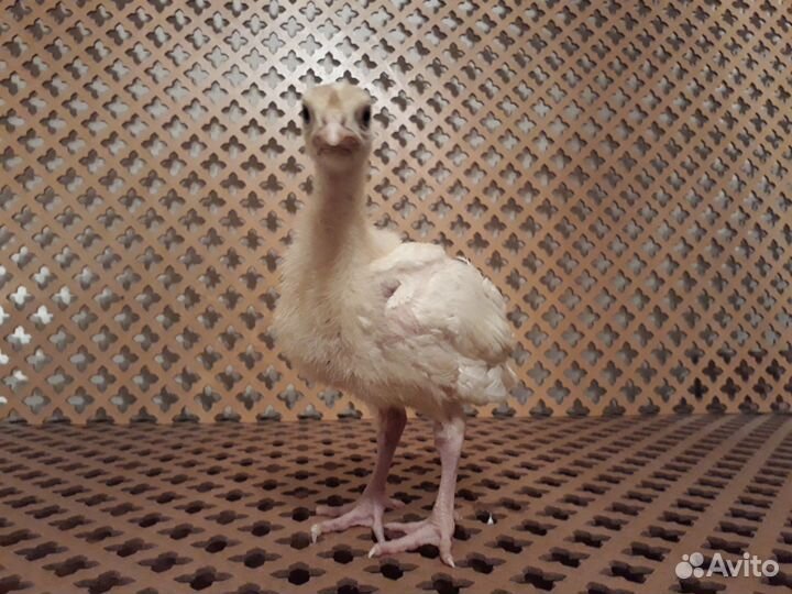 Индюшата суточные и подрощенные круглый год