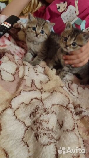 Кошка в дар