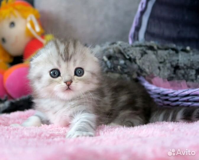 Серебристый мрамор вислоухие котята