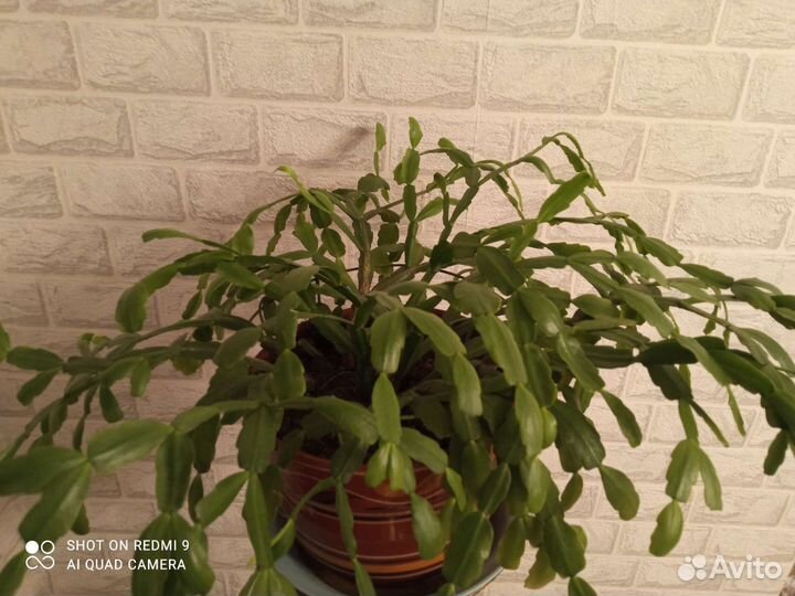 Декабрист шлюмбергера розовый