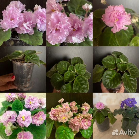 Фиалка(или поменяю на другой сорт)