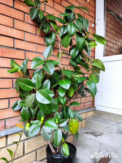 Фикус каучуконосный (эластика)