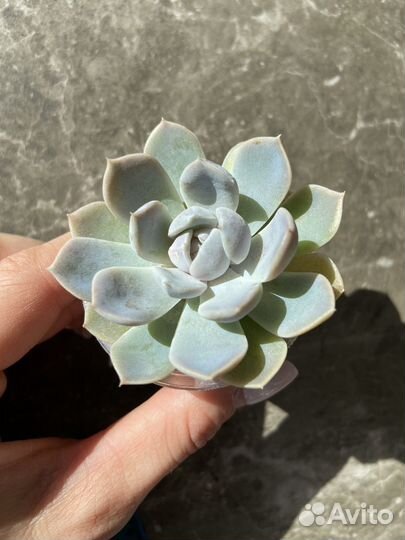 Суккуленты; эхеверии, крассулы