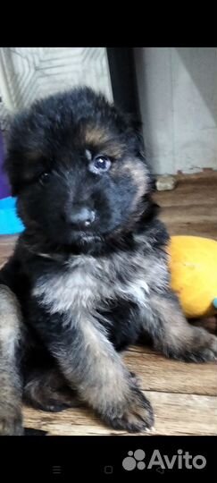 Продам щенков немецкой длинношёрстный овчарки