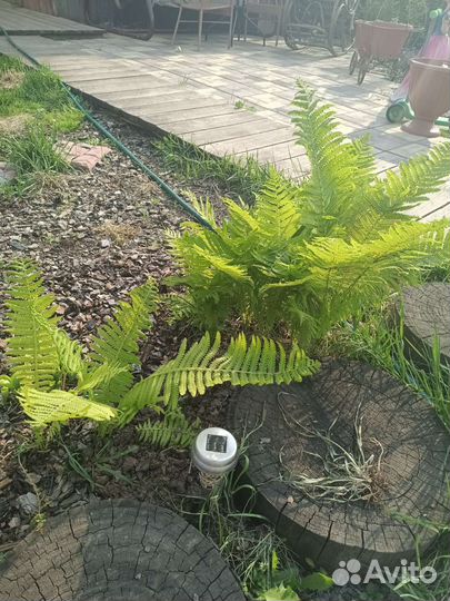 Папоротник