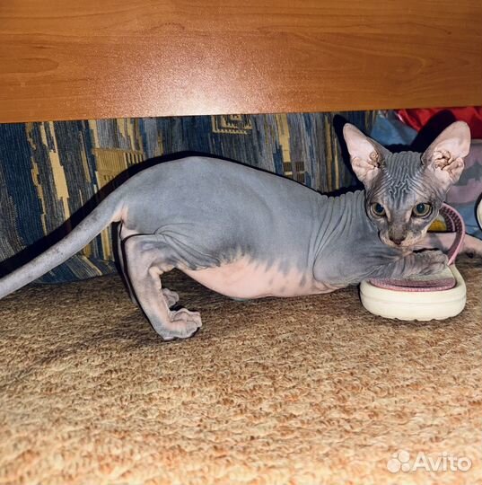 Котята Донской сфинкс