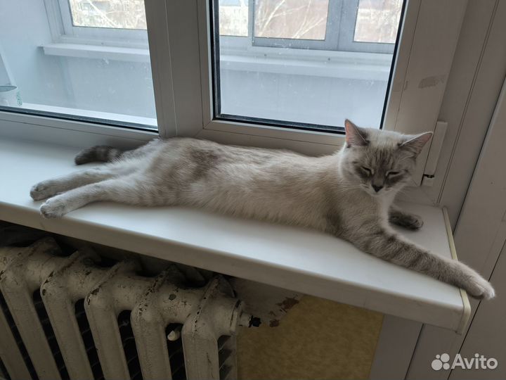 Кошки в добрые руки бесплатно